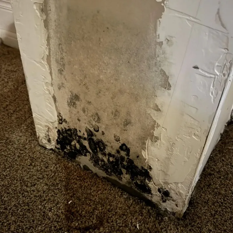 Professional Mold Removal in Gunnison, UT